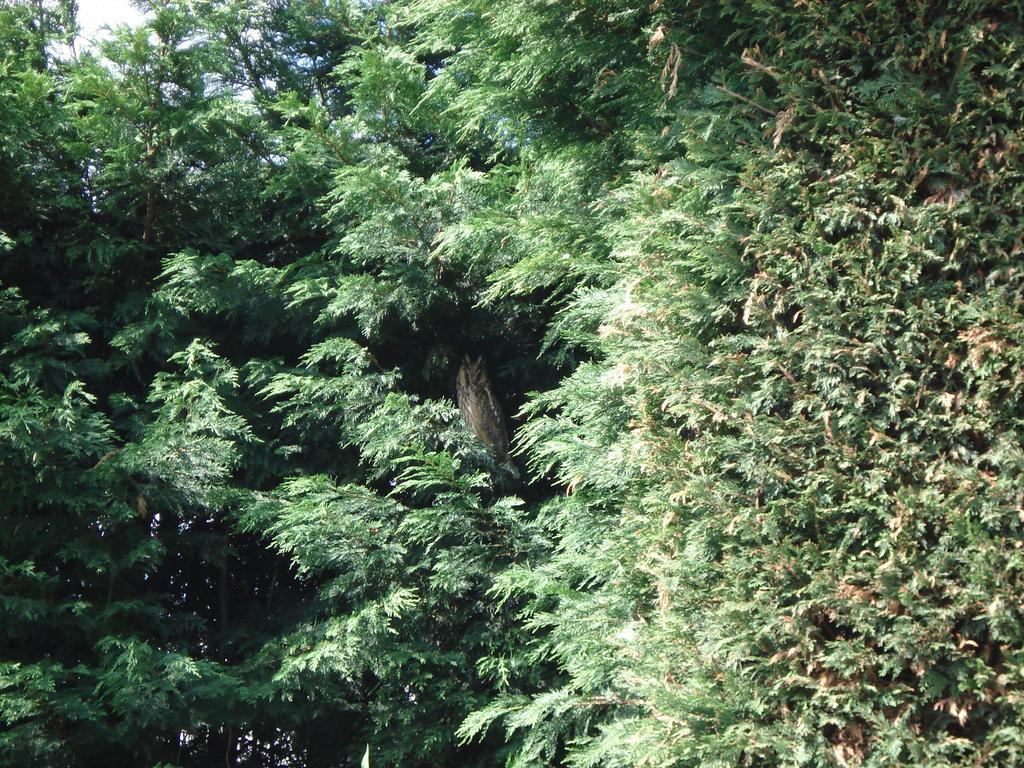 Aan de Vecht Villa Nederhorst den Berg Buitenkant foto